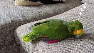 84 Year Old Parrot Hasn't Smiled Since 1940s...