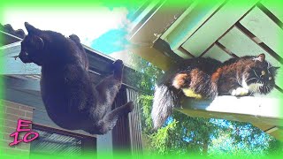 My Cats Inspect the Roof (funny Falls/Fails)