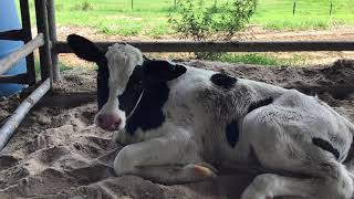 Milk It Lactation Station - Dairy Tour