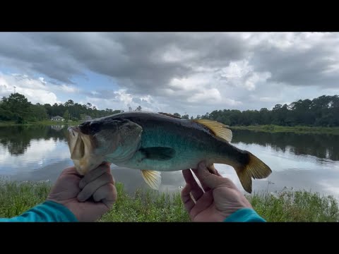 Texas bass fishing (lost a giant!)