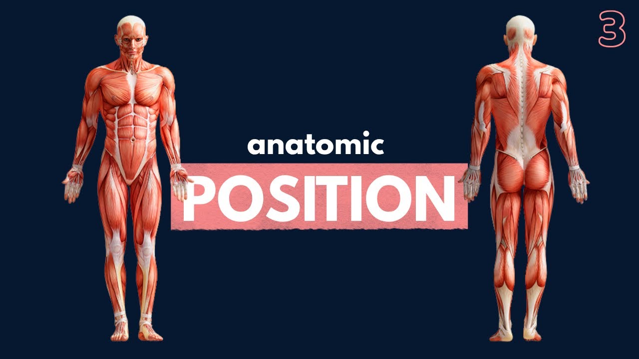 the Anatomic position | ANATOMY BASICS 