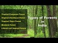 Types of Forests in India - Evergreen, Deciduous, Thorny, Montane, Littoral Swamp