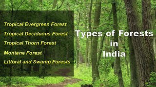 Types of Forests in India  Evergreen, Deciduous, Thorny, Montane, Littoral Swamp