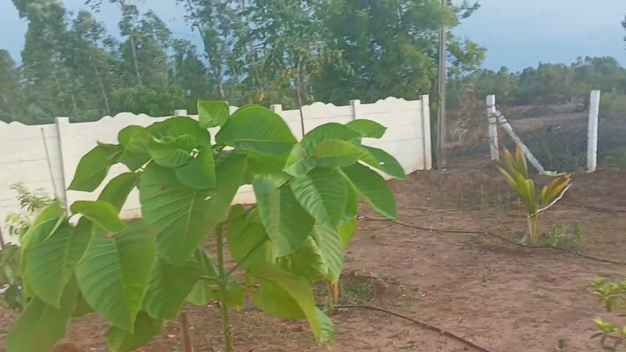 Nam Kudil Green Rich Farm phase 1 - Farmland for sale near Chennai. 22cents onwards @ 8 Lakhs.