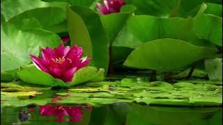 Neil Cross - Welcome Home