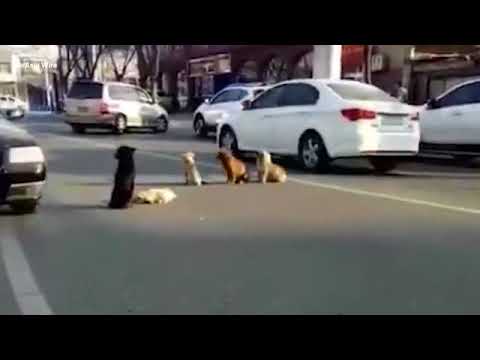 Stray dogs stage sit-in on busy road after car runs one over