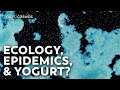 The Cryptic Origins of Yogurt