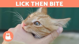 Why does my cat LICK ME and then BITE ME?  (Strange Behavior EXPLAINED)