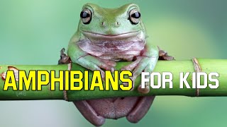 Amphibians for Kids | What is an amphibian? Learn the characteristics of amphibians