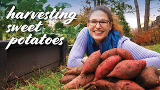 Sweet Potato Harvesting: When & How (+Curing & Storage Tips!)