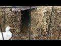 “straw bale” house for ducks and chickens (CREATIVE chicken coop)