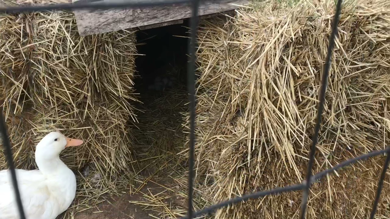 straw bale” house for ducks and chickens (CREATIVE chicken coop) 