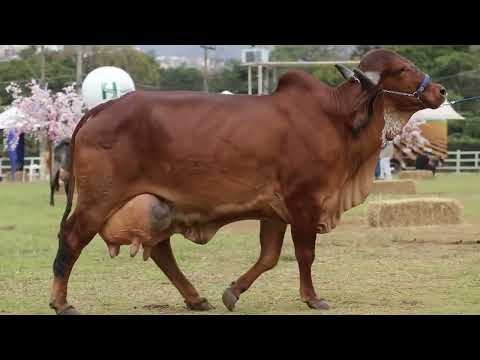 LOTE 2   FAZENDAS UNIDAS ITA   PRENHEZ TIFANY