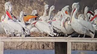 Къдроглавите пеликани в ЗМ "Калимок-Бръшлен"