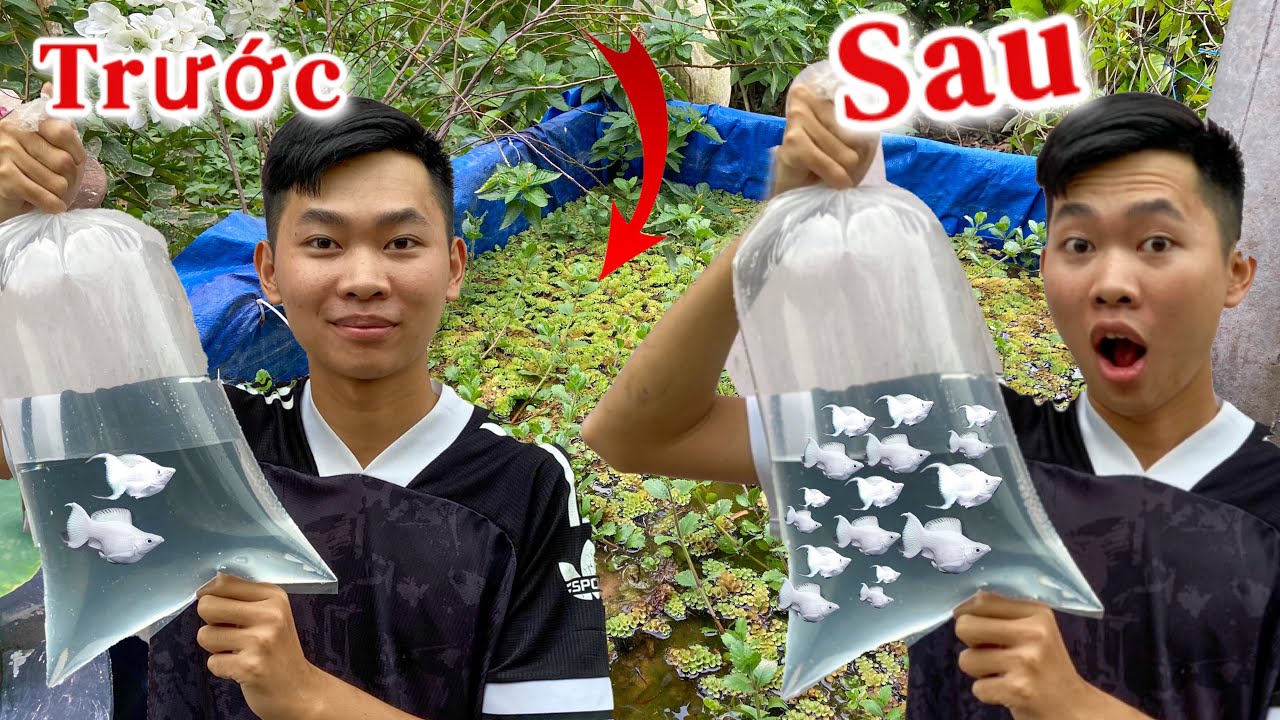 Sau 4 Tháng Cập Nhật Lại Hồ Cá Molly Platinum Và Cá Bảy Màu