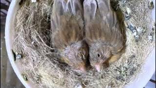 perkembangan anakan kenari umur 1 hari sampai makan sendiri