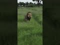 Sekekama and Torn Nose at Savuti Marsh