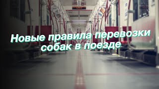 Новые правила перевозки собак в поезде