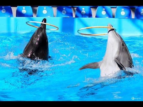 Βίντεο: Πόσο κοστίζει το σόου με τα δελφίνια στον ζωολογικό κήπο του Μπρούκφιλντ;