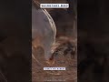 Deadly Kicks 🐦‍🔥How the Secretary Bird Hunts Snakes! #wildlife #nature #birds