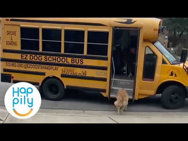 Dogs Love Taking School Bus To Doggy Day Care class=