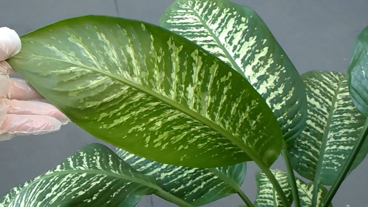 Dieffenbachia Amoena Plant  with big  leaves YouTube