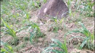 The edition of the endang endang corn to the fields. Hopefully we can still harvest