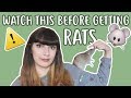 💡🐀 20 THINGS YOU SHOULD KNOW BEFORE OWNING RATS 🐀💡