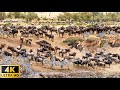 4K African Animals: Bwabwata National Park - Scenic Wildlife Film With Real Sounds