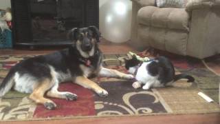 Dusty and Frank share a bone 05222017