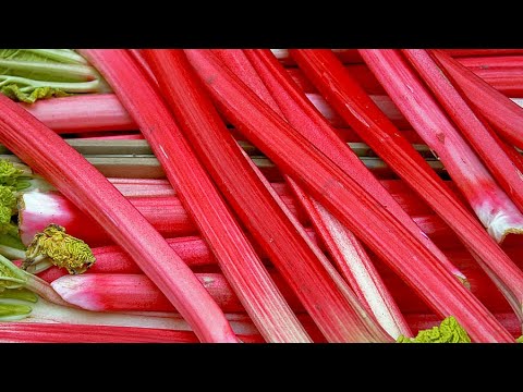 Video: Informasi Menanam Rhubarb Dan Merawat Tanaman Rhubarb