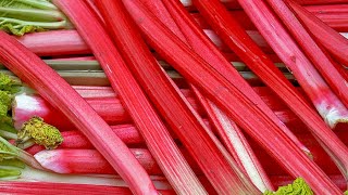 How to plant Rhubarb: Jeff demonstrates how to grow your own Rhubarb