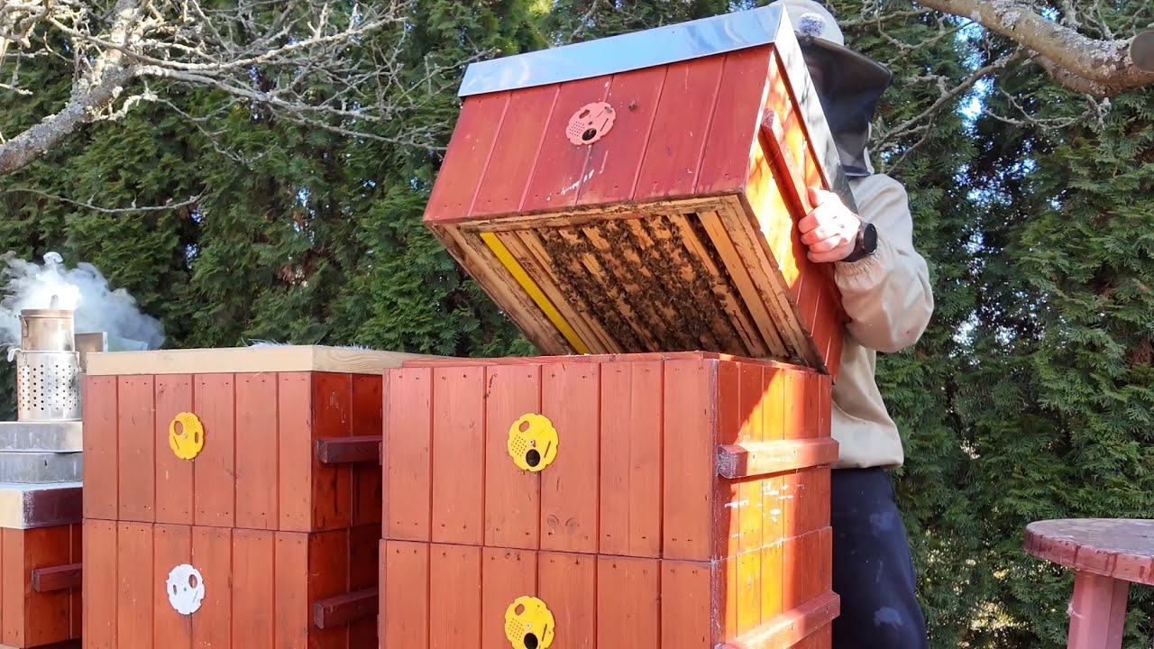 Konečně včelařím! Uteplení včelstev a zbavení se starého díla - Budování včelí farmy #86