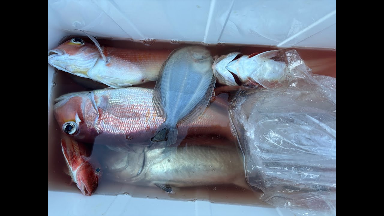 2026年1月　岩港オーナーの釣果まとめ4