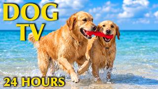 DOG TV: Best Videos to Keep Dogs Happy & Entertained While Home Alone - Calming Music for Dogs screenshot 3