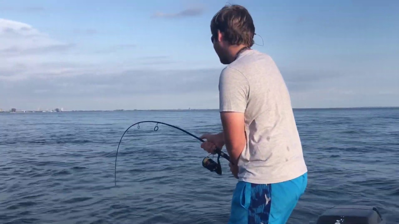 Tampa bay Black drum fishing YouTube