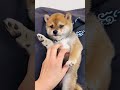 Can you resist petting this baby Shiba? 😍｜この子犬、撫でずにはいられないでしょ？🐻｜이 아기 시바견, 쓰담쓰담 안 해줄 수 있어?😍 #shorts