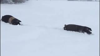 Schweine beim Wintersport