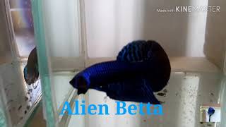 ปลากัดป่าลายไทย Alien Betta