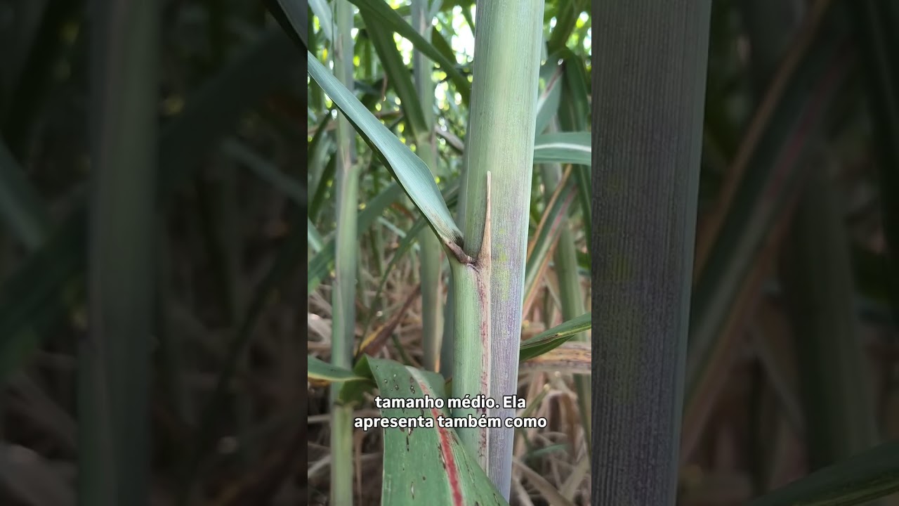 TECNA3445 - Aspectos morfológicos no campo