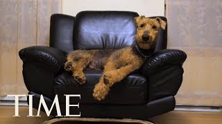 Your Dog Is Probably Dumber Than You Think, A New Study Says | TIME