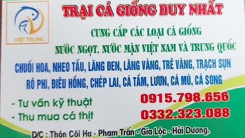 CÁ GIỐNG DUY NHẤT0915798656GIỐNG CÁ TRÊ VÀNG CÁ CHUỐI HOA CÁ CHẠCH SỤN UY TÍN TẠI HẢI DƯƠNG MIỀN BẮC