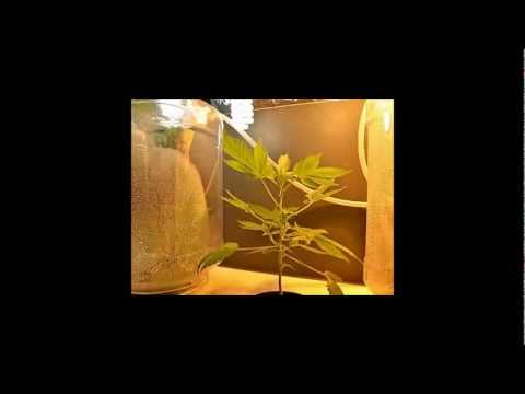 Carbon Hygro Fabrication Protocol 2013