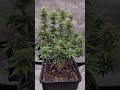 Jealousy Z XL Auto Anfang 4.Woche... Da geht noch was 🤗 free Seed von Sweet seed #gardening #indoor