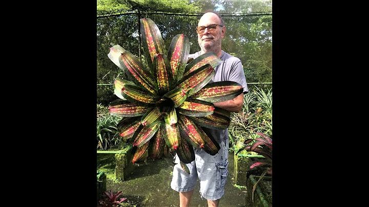 Chester George Skotak on Bromeliad Hybrids