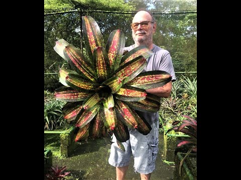 Video: Kambariniai Augalai „Bromeliad“(25 Nuotraukos): žiedlapiai Ananasai Ir Bromeliados, Guzmanija Ir Kitos Gentys Bei Rūšys