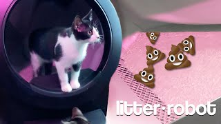 LITTER ROBOT 4 - I'm Never Scooping Poop Again! by Paw Record 252 views 4 months ago 3 minutes, 18 seconds