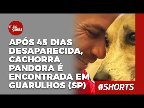 Após 45 dias desaparecida, cachorra Pandora é encontrada no aeroporto de Guarulhos (SP) - Mais Goiás