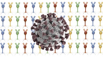 Breakthrough Junior Challenge 2020 | Phage Display: Generating Antibodies to Cure Disease