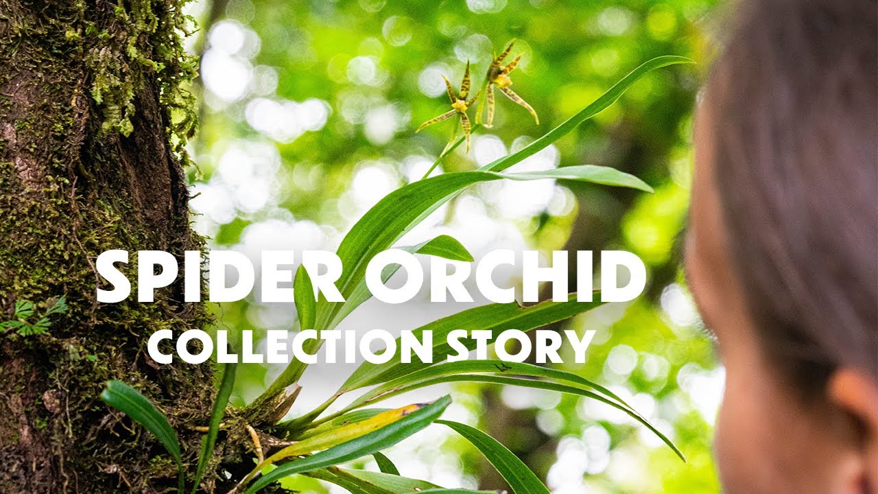Spider Orchid Flower Essence | Costa Rica Collection Story